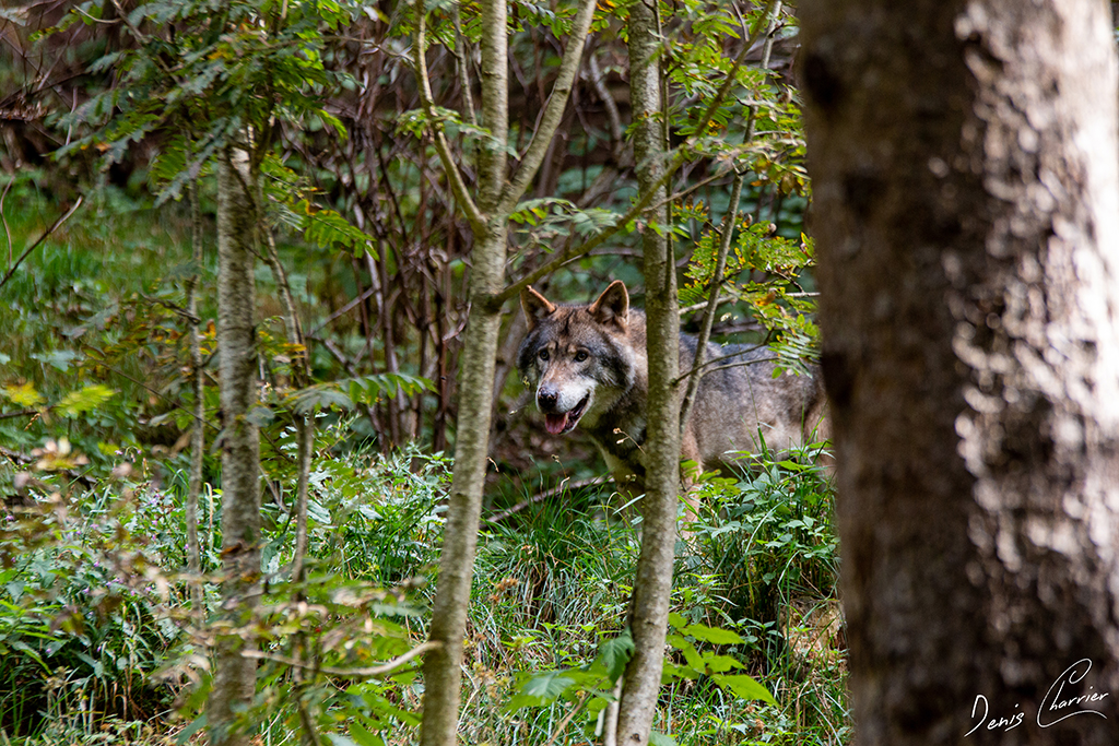 Loup gris dans une forêt